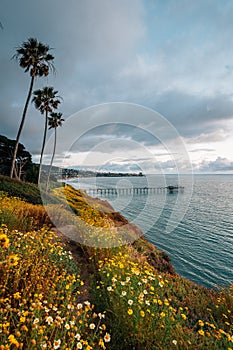 Flowers and view of Scripps Pier at sunset  in La Jolla, San Diego, California