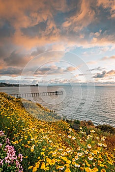 Flowers and view of Scripps Pier at sunset  in La Jolla, San Diego, California