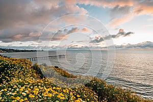 Flowers and view of Scripps Pier at sunset  in La Jolla, San Diego, California