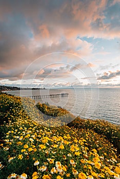 Flowers and view of Scripps Pier at sunset  in La Jolla, San Diego, California