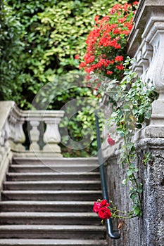 Flowers of Villa Carlotta on Lake Como photo