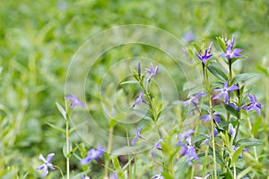 Flowers Vinca herbacea