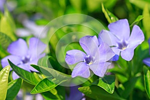 Flowers of vinca minor