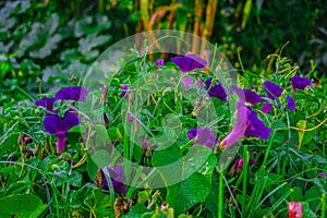 Flowers on the vine in the forest