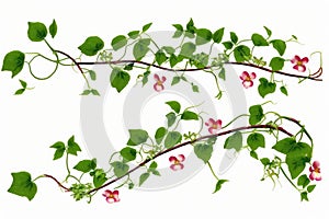 Flowers Vines. Artwork, Artist. Isolated on white background.