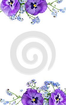 Flowers viola tricolor and blue wildflowers forget-me-nots on a white background with space for text. Top view, flat lay