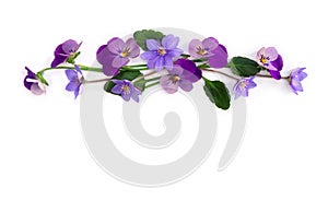 Flowers viola tricolor ( pansy ) and blue flowers hepatica on a white background with space for text