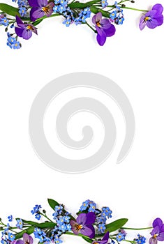 Flowers viola tricolor ( pansy ) and blue wildflowers forget-me-nots on a white background with space for text