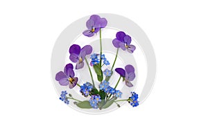 Flowers viola tricolor ( pansy ) and blue wildflowers forget-me-nots on a white background with space for text