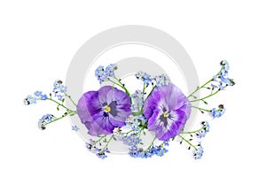 Flowers viola tricolor ( pansy ) and blue wildflowers forget-me-nots on a white background