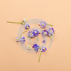 Flowers of violet Aquilegia on a beige background. Flat lay, floral card