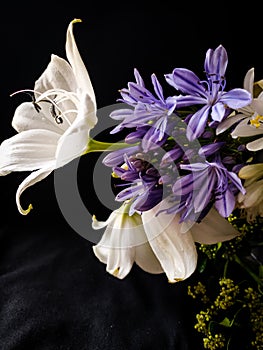 Flowers violet blackbackground photo