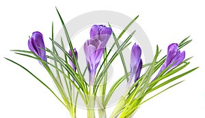 Flowers violet crocus isolated on the white