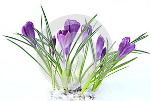 Flowers violet crocus in the snow, spring