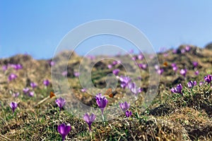 Flowers violet crocuses ( Crocus heuffelianus ) on glade with orange butterfly on blue sky background in spring