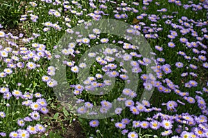 Flowers of violet Erigeron speciosus with butterfly