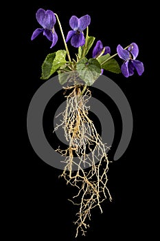 Flowers of the violet with root, lat. Viola odorata, isolated on black background