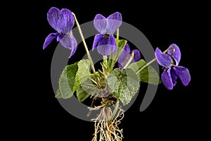 Flowers of the violet with root, lat. Viola odorata, isolated on black background