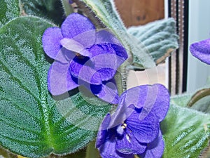 Flowers violets `ShirlÃ¢â¬â¢s Purple Passion`. Flower stalks are strong and high, in shape correspond to pansies photo