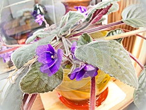 Flowers violets `ShirlÃ¢â¬â¢s Purple Passion`. Flower stalks are strong and high, in shape correspond to pansies, small size photo