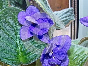 Flowers violets `Shirlâ€™s Purple Passion`. Flower stalks are strong and high, in shape correspond to pansies