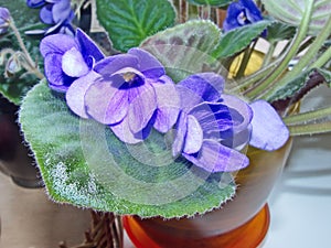 Flowers violets `Shirlâ€™s Purple Passion`. Flower stalks are strong and high, in shape correspond to pansies