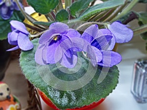 Flowers violets `Shirlâ€™s Purple Passion`. Flower stalks are strong and high, in shape correspond to pansies