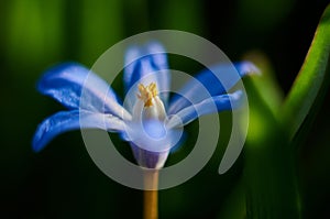 Flowers Viper's bow.