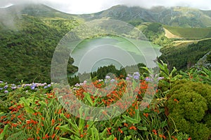 Flowers on the volcano photo