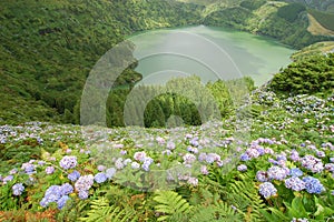 Flowers on the volcano photo