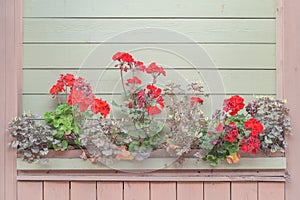 Flowers with wall as decorative background