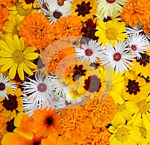 Flowers wall background with amazing orange marigolds, yellow and white field or wild flowers , Wedding decoration, hand made Beau