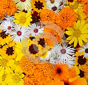 Flowers wall background with amazing orange marigolds, yellow and white field or wild flowers , Wedding decoration, hand made Beau