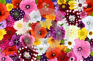 Flowers wall background with amazing red,orange,pink,purple,green and white field or wild flowers , Wedding decoration, hand made