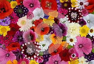 Flowers wall background with amazing red,orange,pink,purple,green and white field or wild flowers , Wedding decoration, hand made