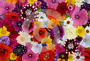 Flowers wall background with amazing red,orange,pink,purple,green and white field or wild flowers , Wedding decoration, hand made