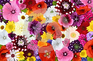 Flowers wall background with amazing red,orange,pink,purple,green and white field or wild flowers , Wedding decoration, hand made