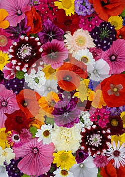 Flowers wall background with amazing red,orange,pink,purple,green and white field or wild flowers , Wedding decoration, hand made