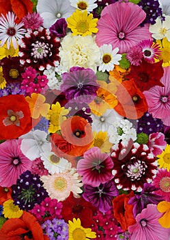 Flowers wall background with amazing red,orange,pink,purple,green and white field or wild flowers , Wedding decoration, hand made