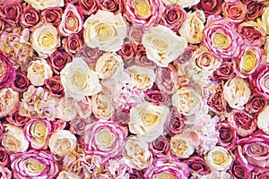 Flowers wall background with amazing red, pink and white roses.