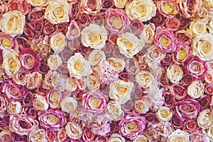 Flowers wall background with amazing red, pink and white roses.