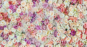 Flowers wall background with amazing red and white roses, Wedding decoration,