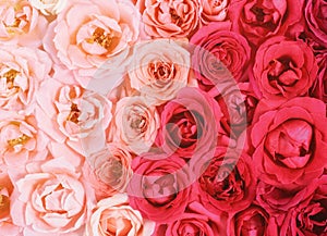 Flowers wall background with amazing roses