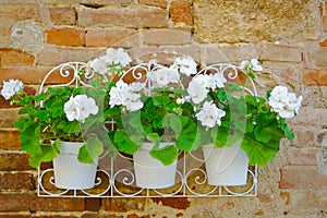 Flowers on a wall closeup