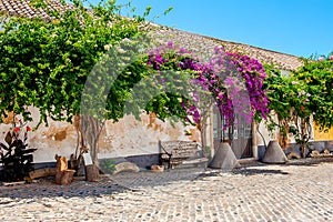 Flowers on the wall, Faro Portugal