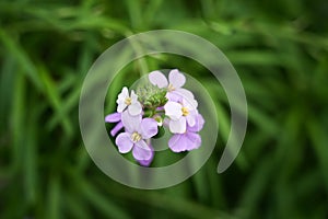 Flowers of the wallflower. Erysimum