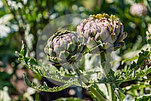 Flowers from Wanaka New Zealand; Artichoke `Green Globe`.