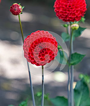 Flowers from Wanaka New Zealand; Red Dahlia Pompom flowers
