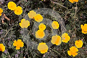 Flowers from Wanaka New Zealand; Yellow flowers, California golden poppies.