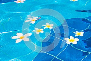 Flowers in the water